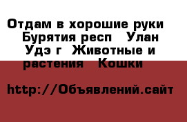 Отдам в хорошие руки - Бурятия респ., Улан-Удэ г. Животные и растения » Кошки   